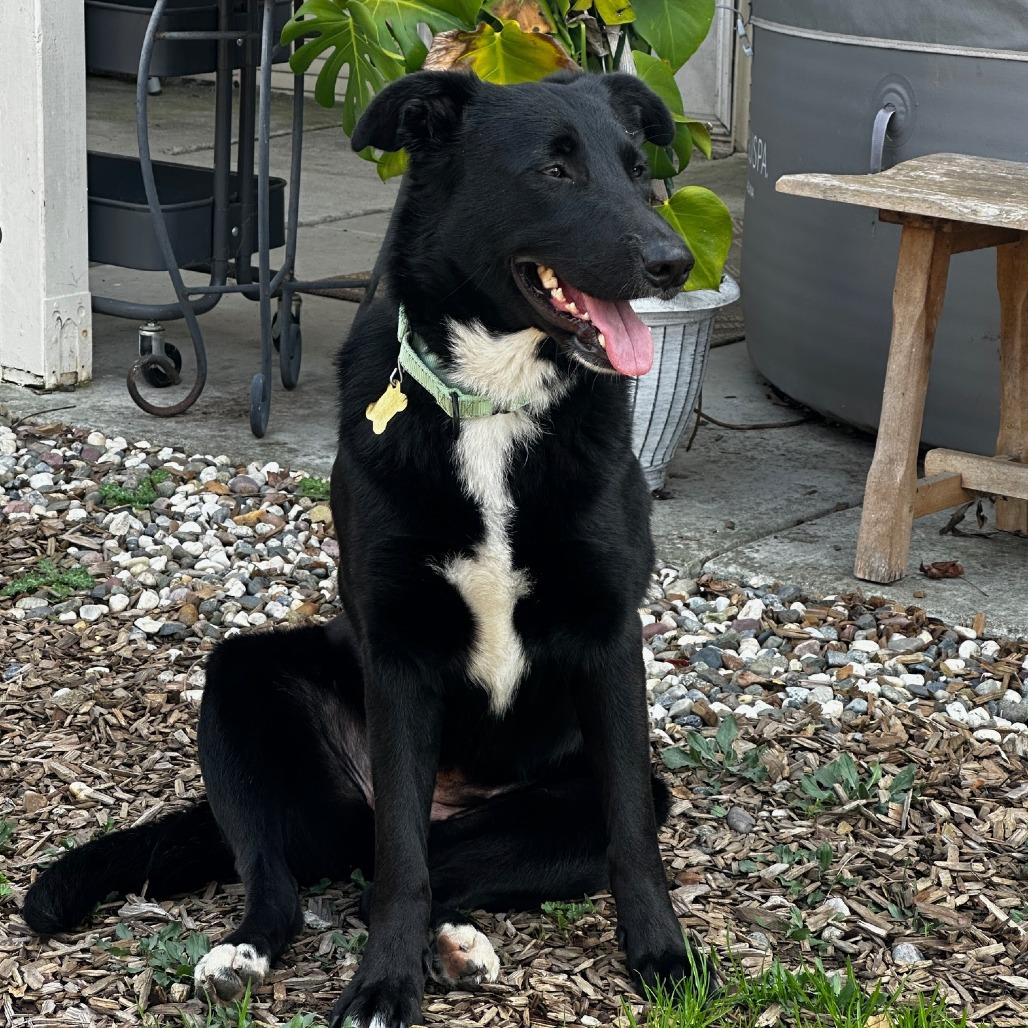 Enlarge FINA, a Adoptable mixed breed in Point Richmond, CA image 3/6