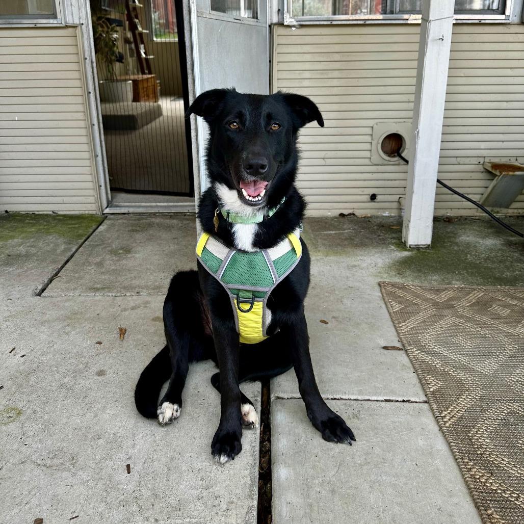 Enlarge FINA, a Adoptable mixed breed in Point Richmond, CA image 4/6