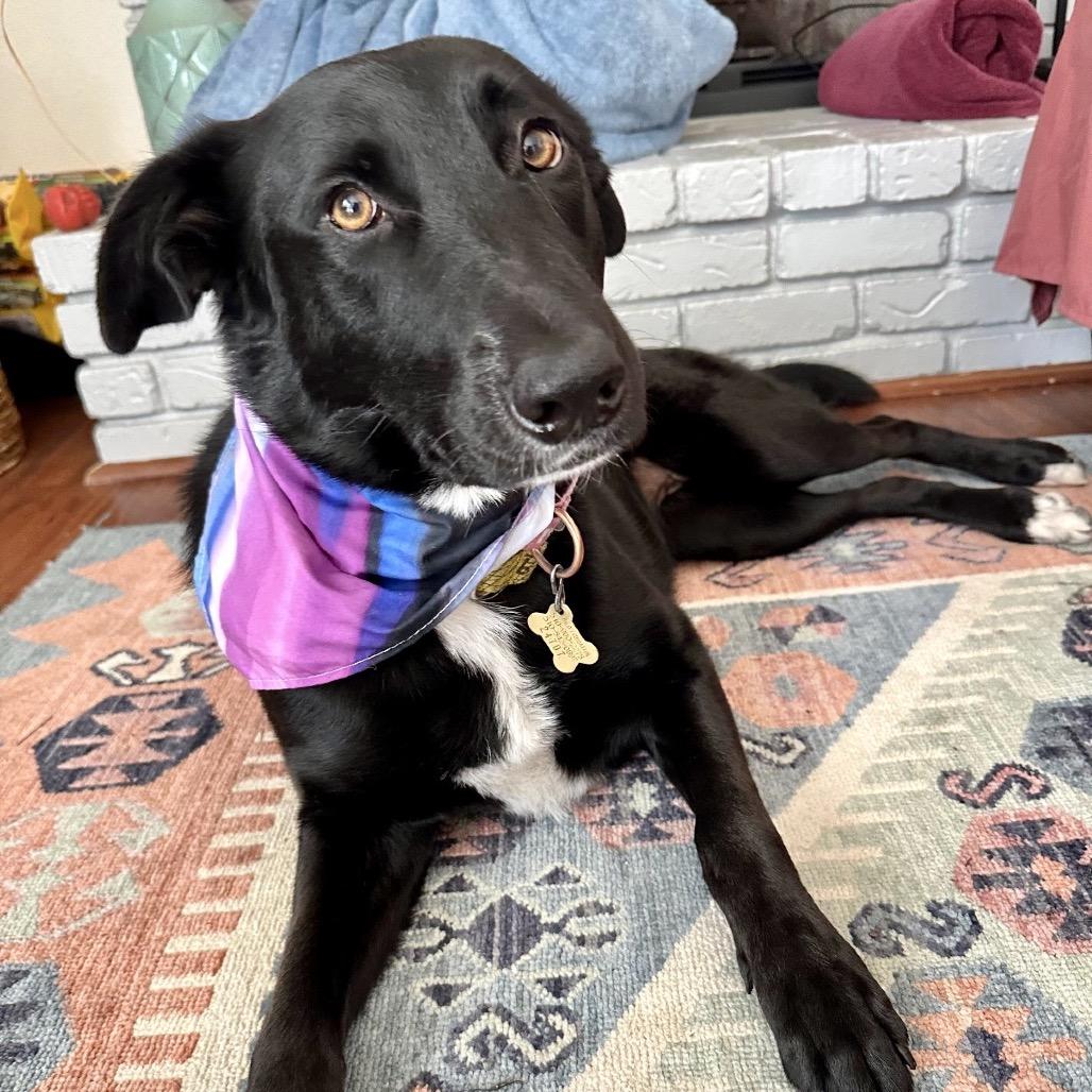 Enlarge FINA, a Adoptable mixed breed in Point Richmond, CA image 6/6