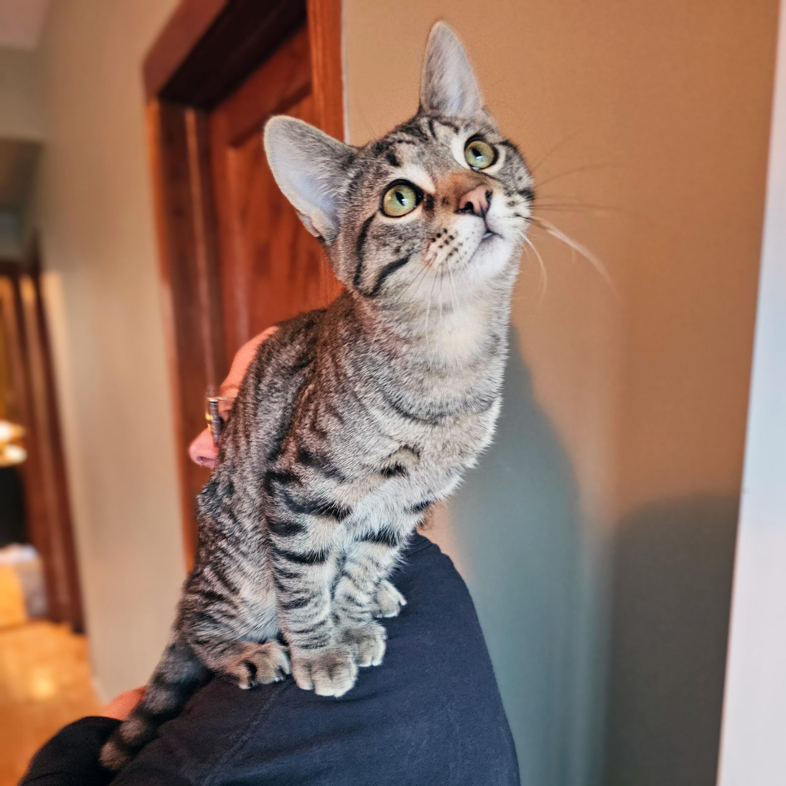 Enlarge Ruffles, a Adoptable Tabby in Chicago, IL image 1/5