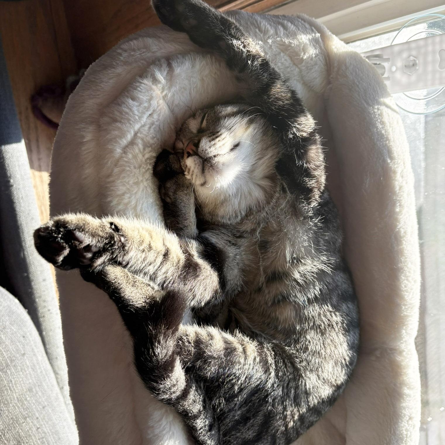 Enlarge Ruffles, a Adoptable Tabby in Chicago, IL image 5/5