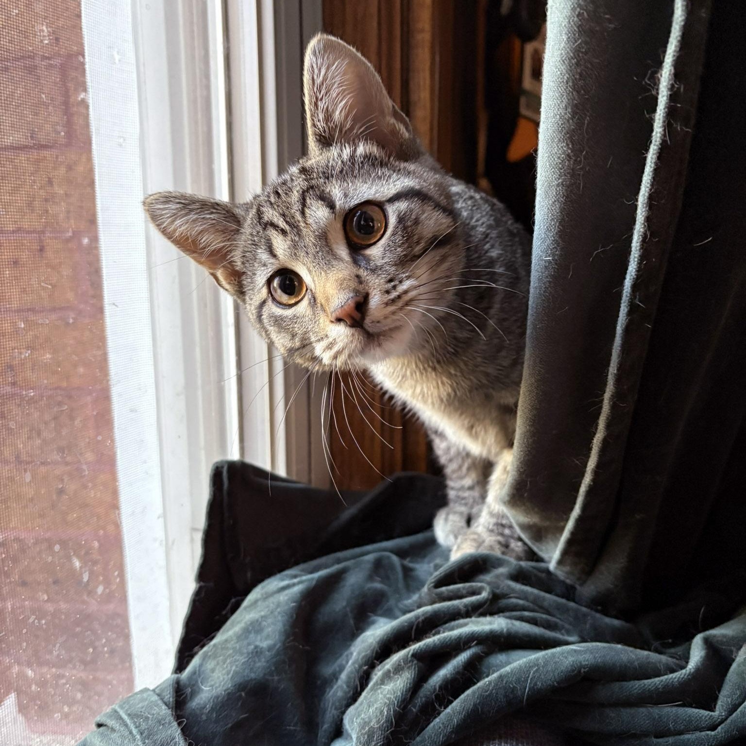 Enlarge Ruffles, a Adoptable Tabby in Chicago, IL image 2/5