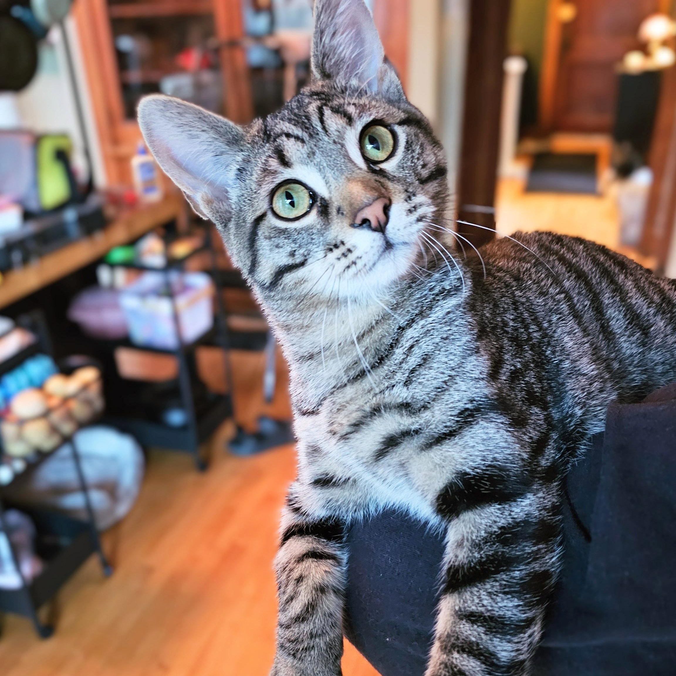 Enlarge Ruffles, a Adoptable Tabby in Chicago, IL image 3/5