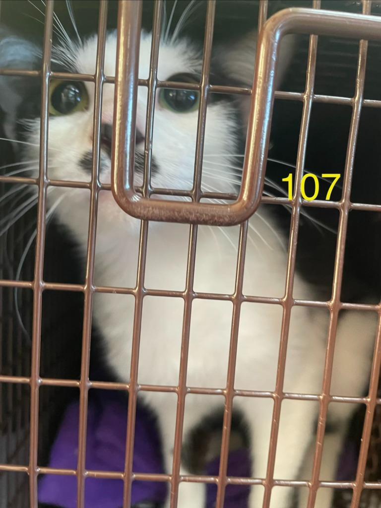 Enlarge Buttons, a Adopted mixed breed in Mustang, OK image 1/1