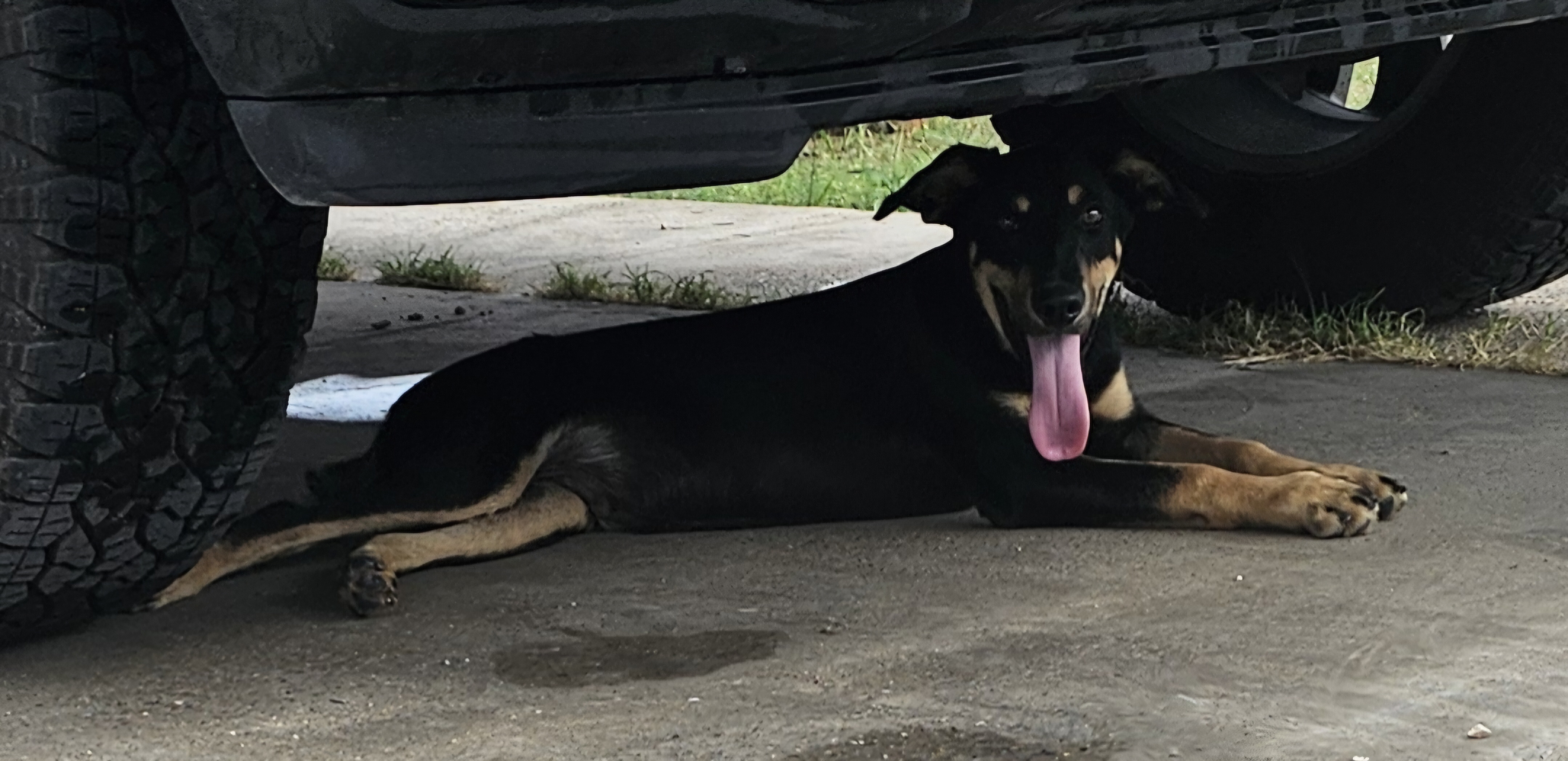 Moses, a Adopted Rottweiler in Edinburg, TX image 1/4