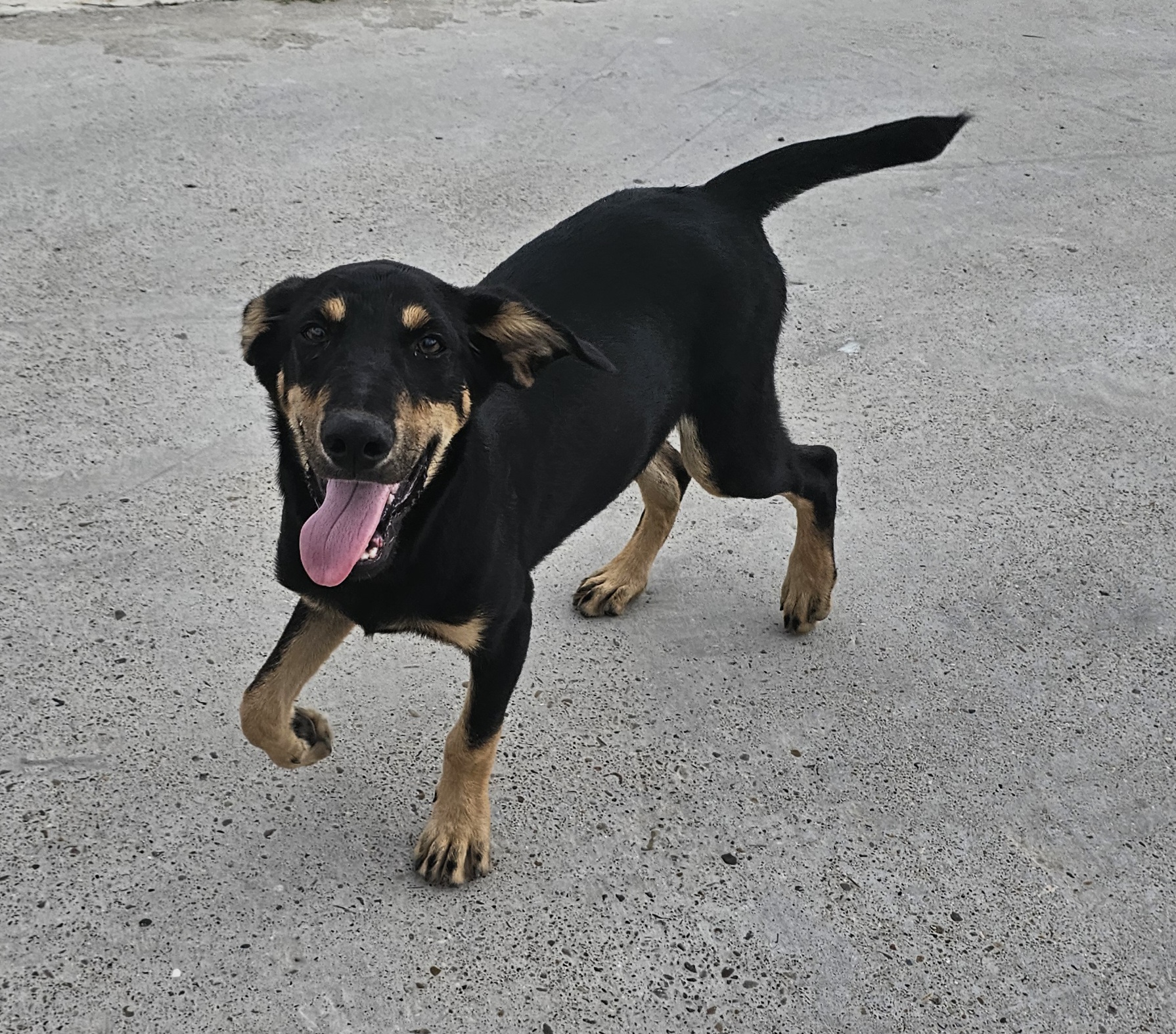 Moses, a Adopted Rottweiler in Edinburg, TX image 2/4