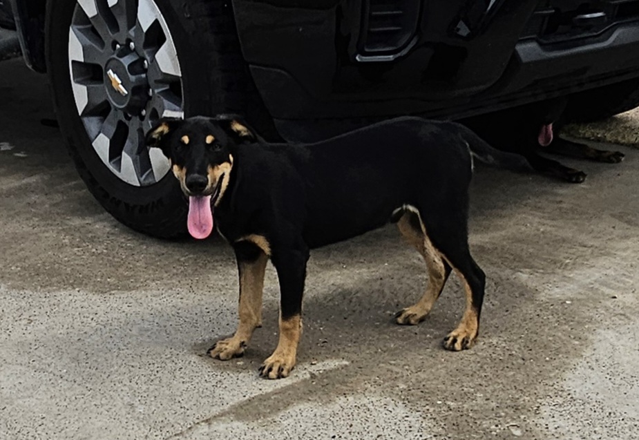 Moses, a Adopted Rottweiler in Edinburg, TX image 3/4