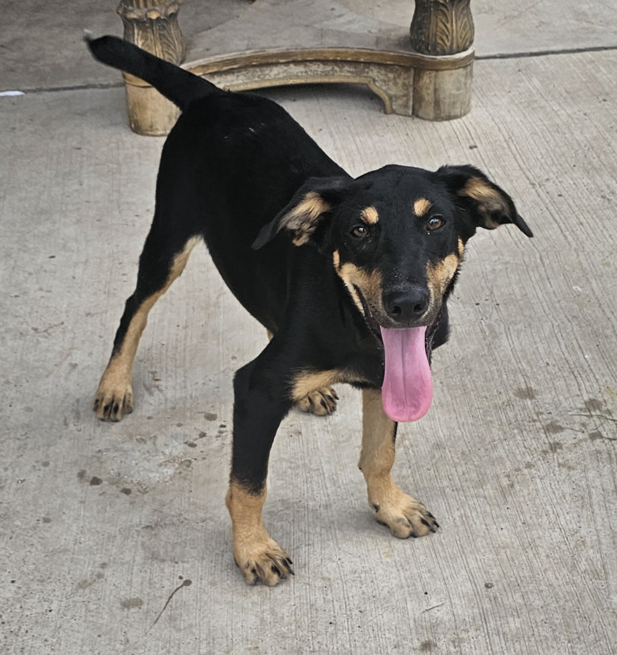Moses, a Adopted Rottweiler in Edinburg, TX image 4/4