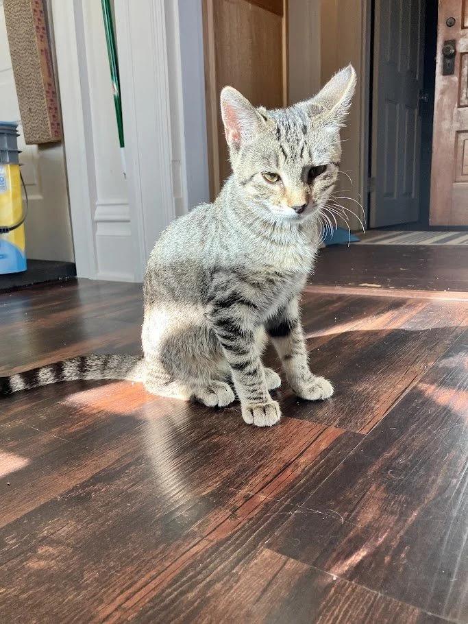 Enlarge Edamame, a ADOPTABLE Domestic Short Hair in Winona, MN image 3/5