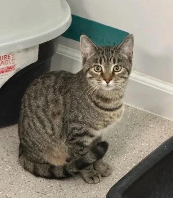 Enlarge Edamame, a ADOPTABLE Domestic Short Hair in Winona, MN image 1/5