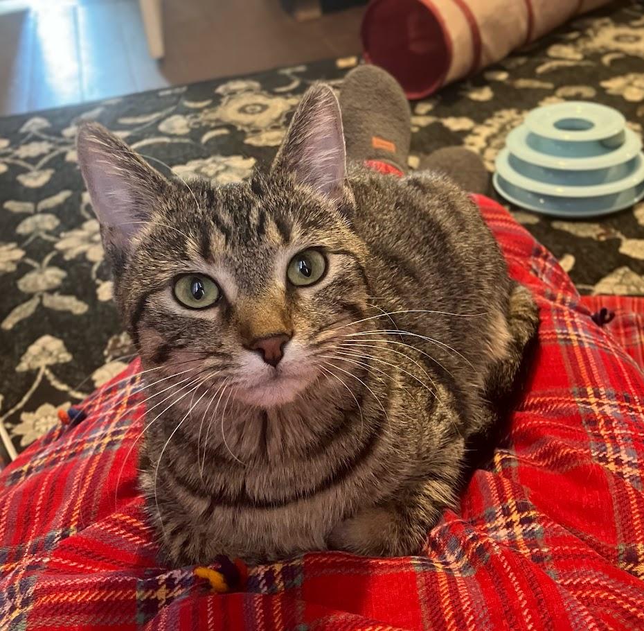 Edamame, ADOPTABLE, Young Female Domestic Short Hair.