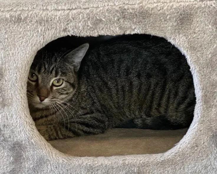 Enlarge Edamame, a ADOPTABLE Domestic Short Hair in Winona, MN image 4/5