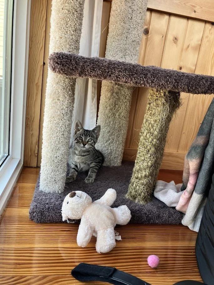 Enlarge Edamame, a ADOPTABLE Domestic Short Hair in Winona, MN image 5/5