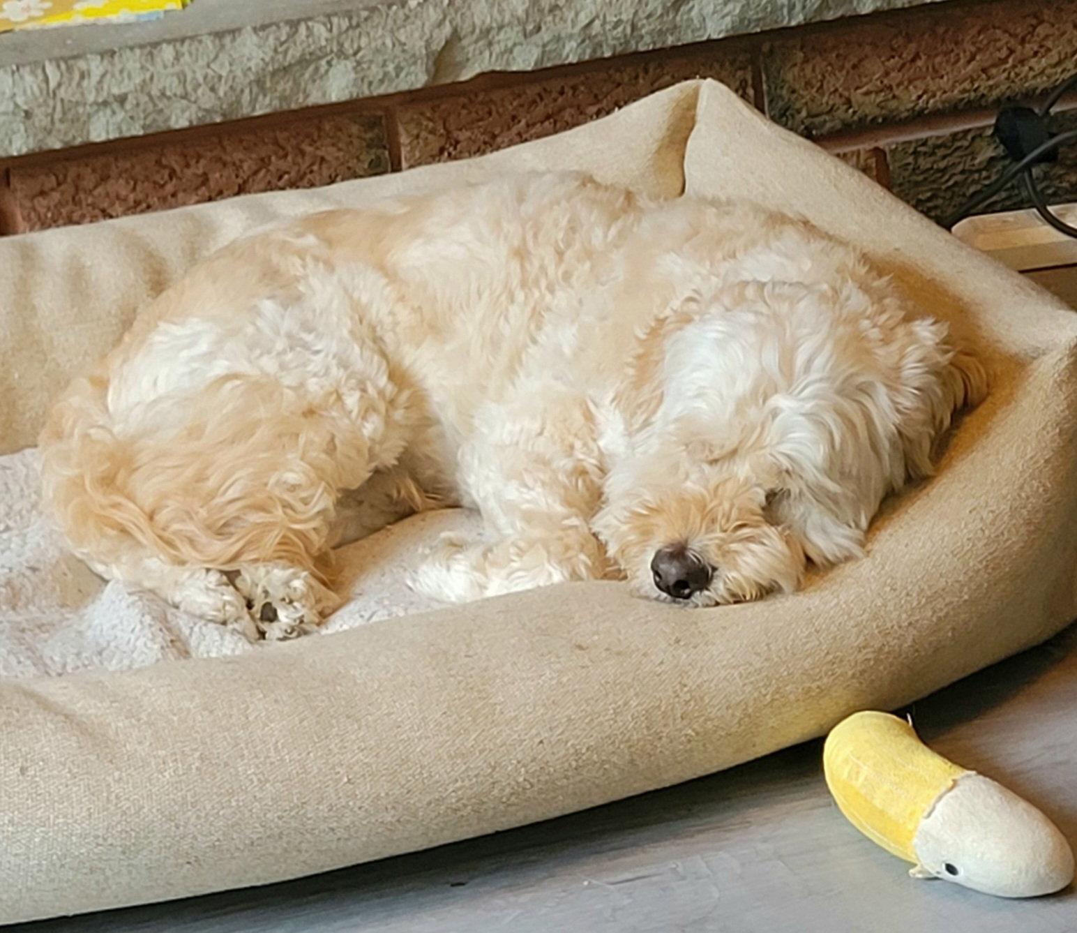 Jim, a Adopted Poodle in Etobicoke, ON image 1/3