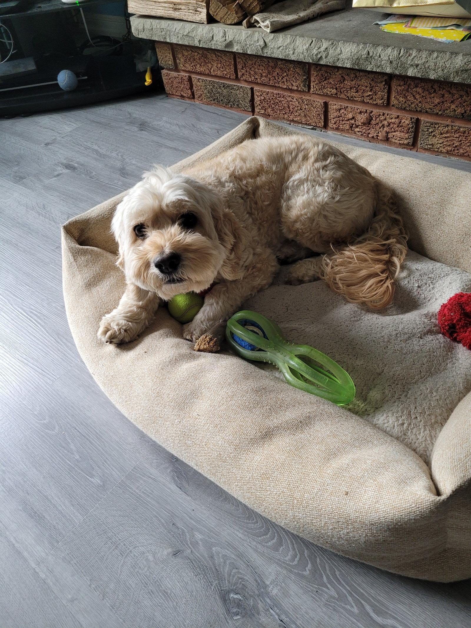 Jim, a Adopted Poodle in Etobicoke, ON image 2/3