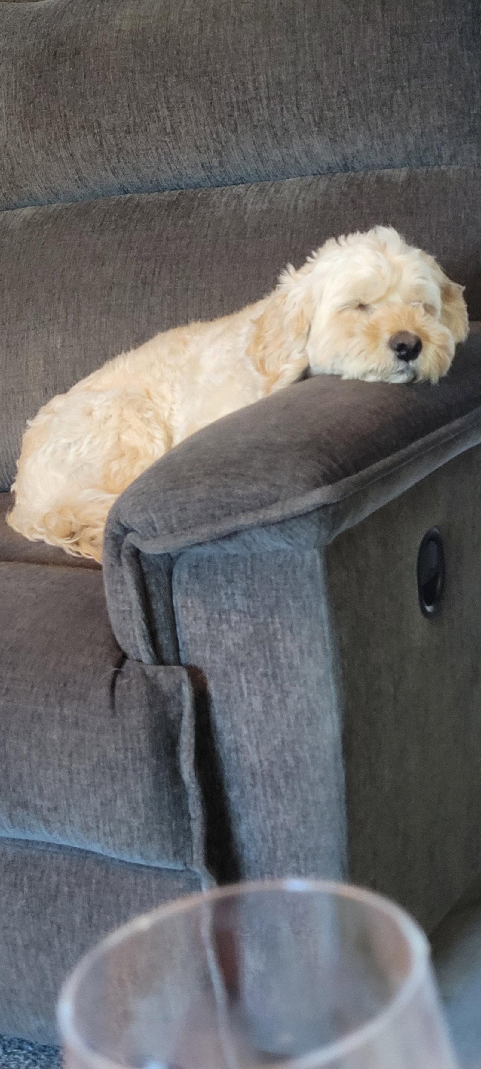Jim, a Adopted Poodle in Etobicoke, ON image 3/3