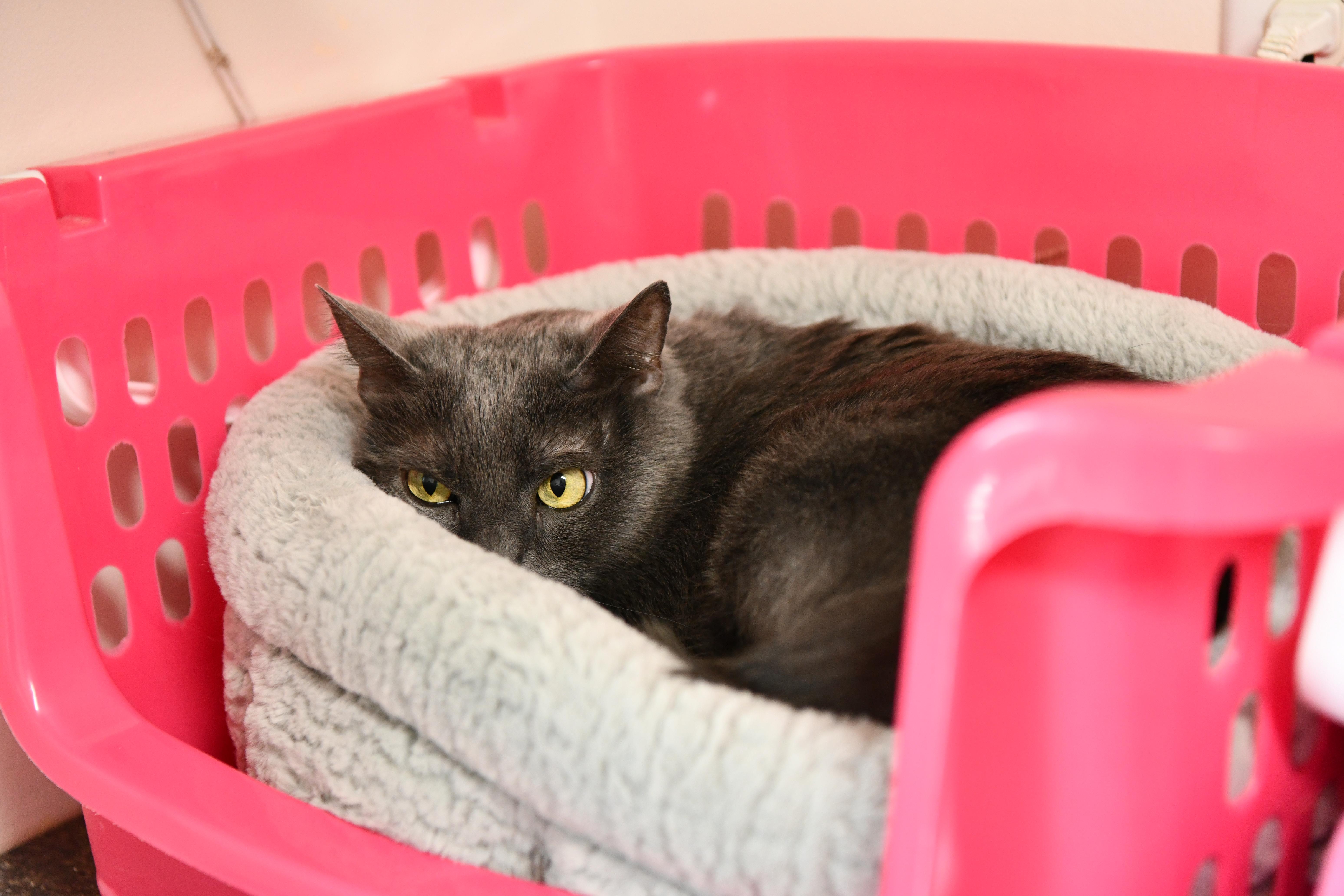 Lurch, ADOPTABLE, Adult Male Domestic Short Hair.