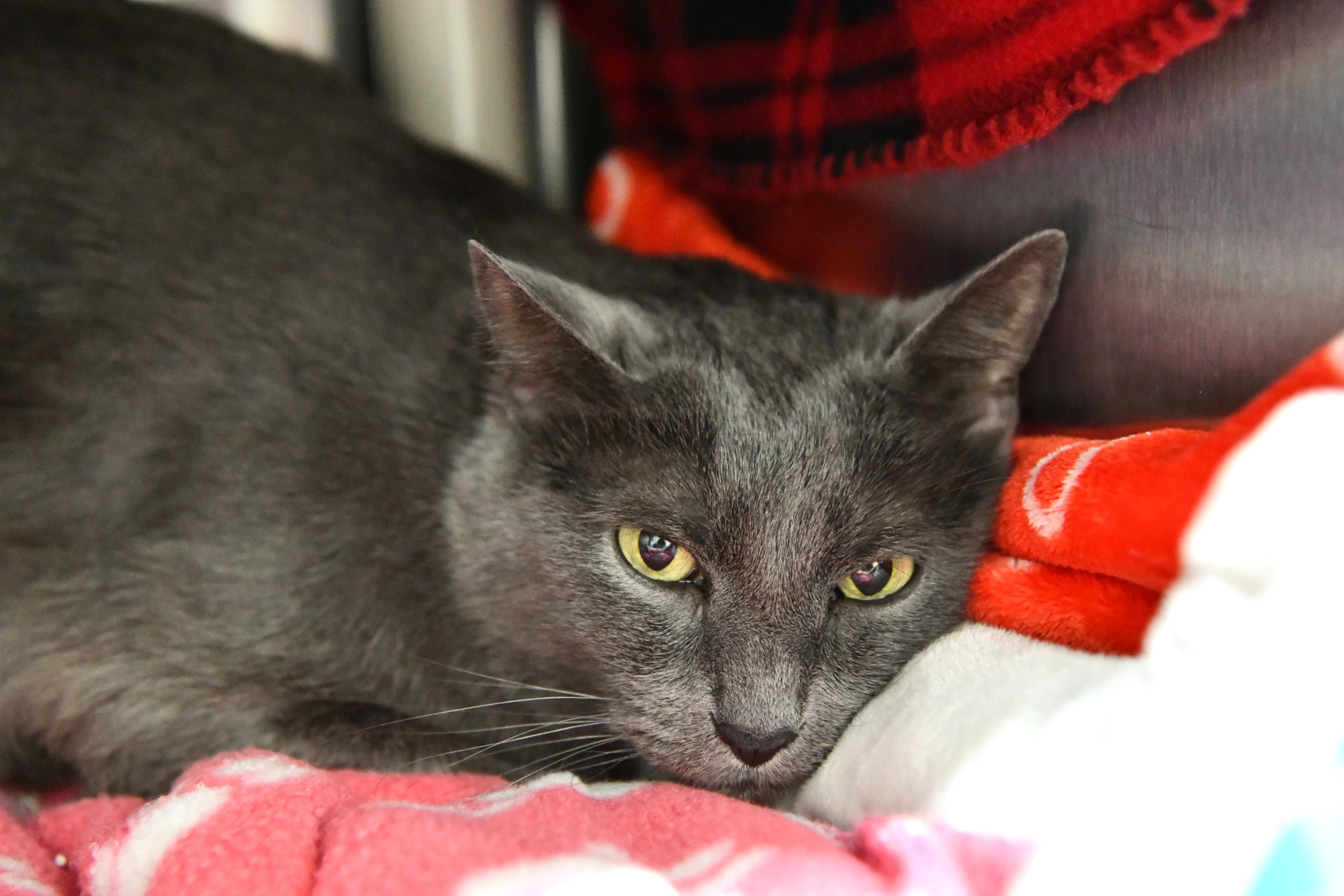 Lurch, ADOPTABLE, Adult Male Domestic Short Hair.