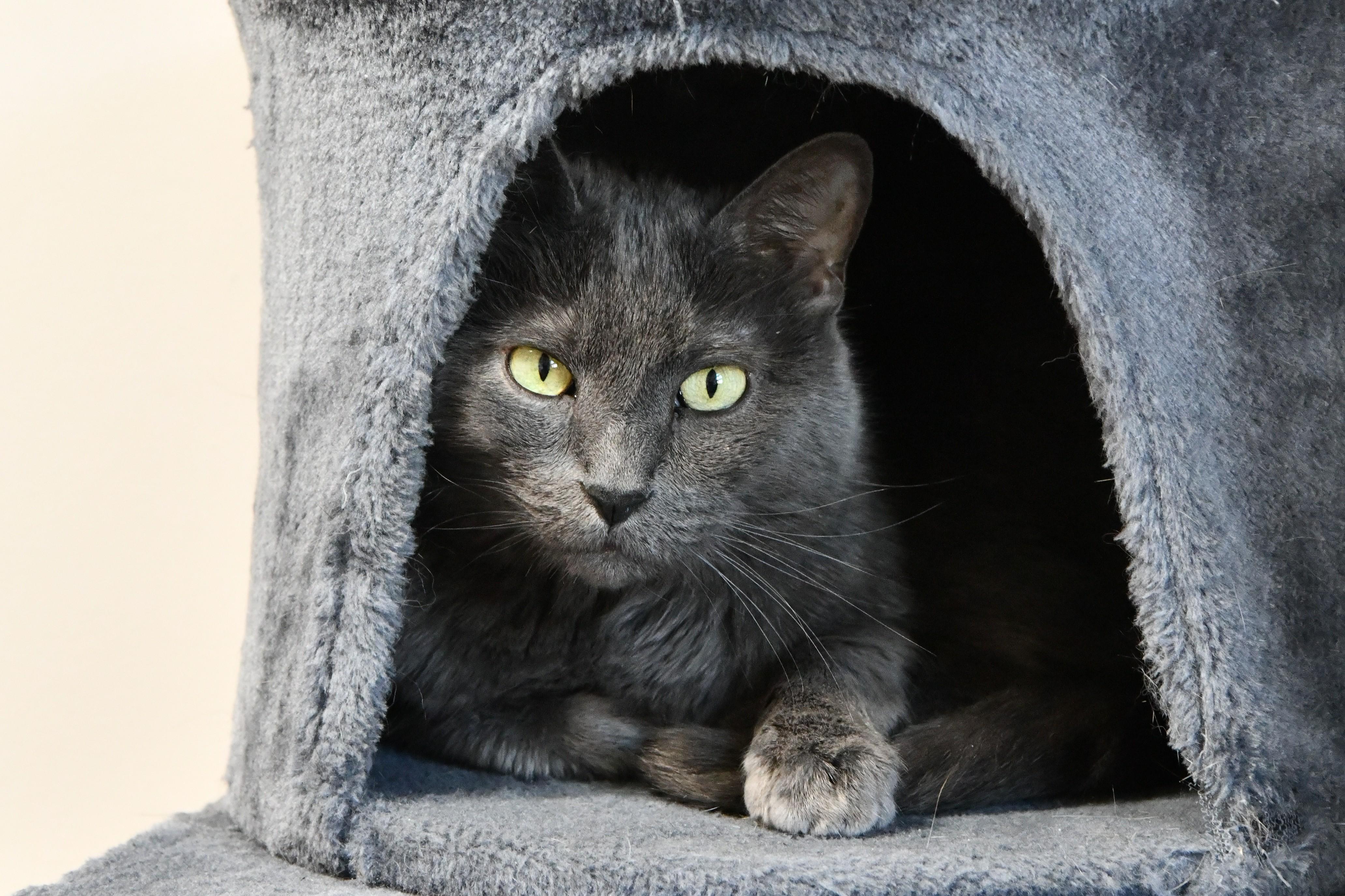Lurch, ADOPTABLE, Adult Male Domestic Short Hair.