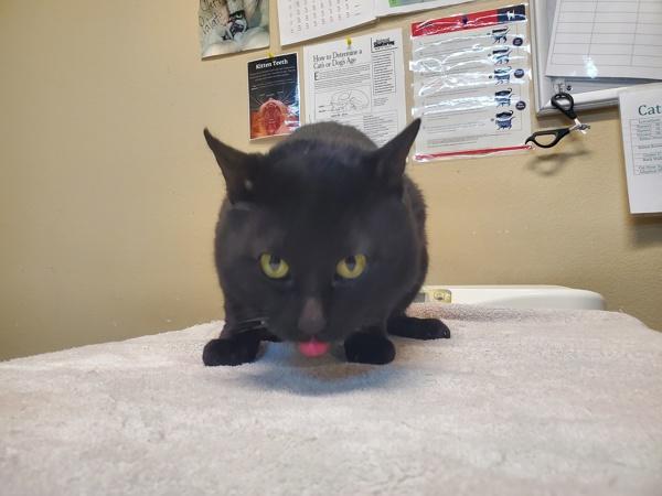 Enlarge Toby, a Adoptable mixed breed in Oceanside, CA image 1/1