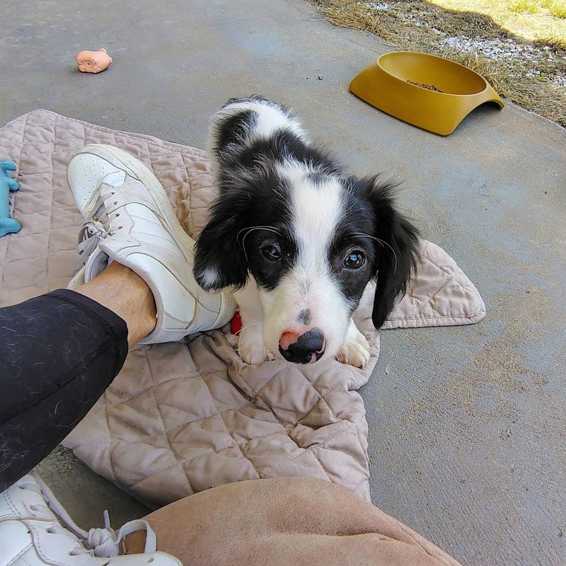 Oreo, an adoptable mixed breed in Hopkinton, MA image 4/5