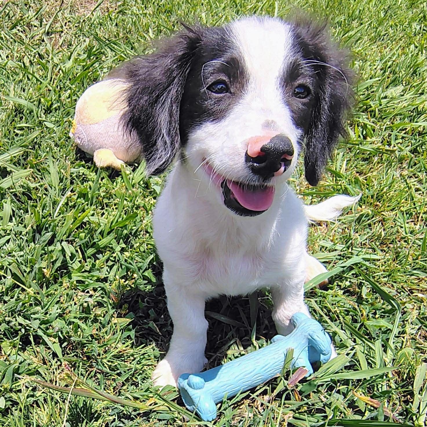 Oreo, an adoptable mixed breed in Hopkinton, MA image 2/5