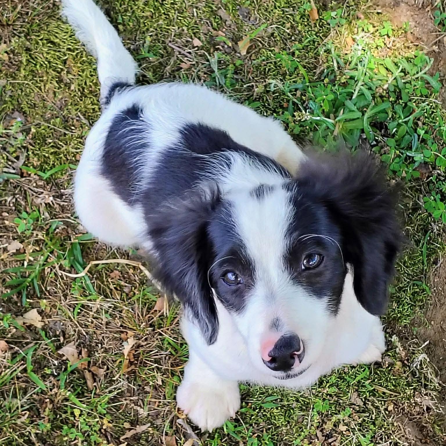 Oreo, an adoptable mixed breed in Hopkinton, MA image 3/5