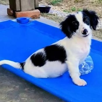 Oreo, adoptable, Puppy Male Dachshund (Long Haired).