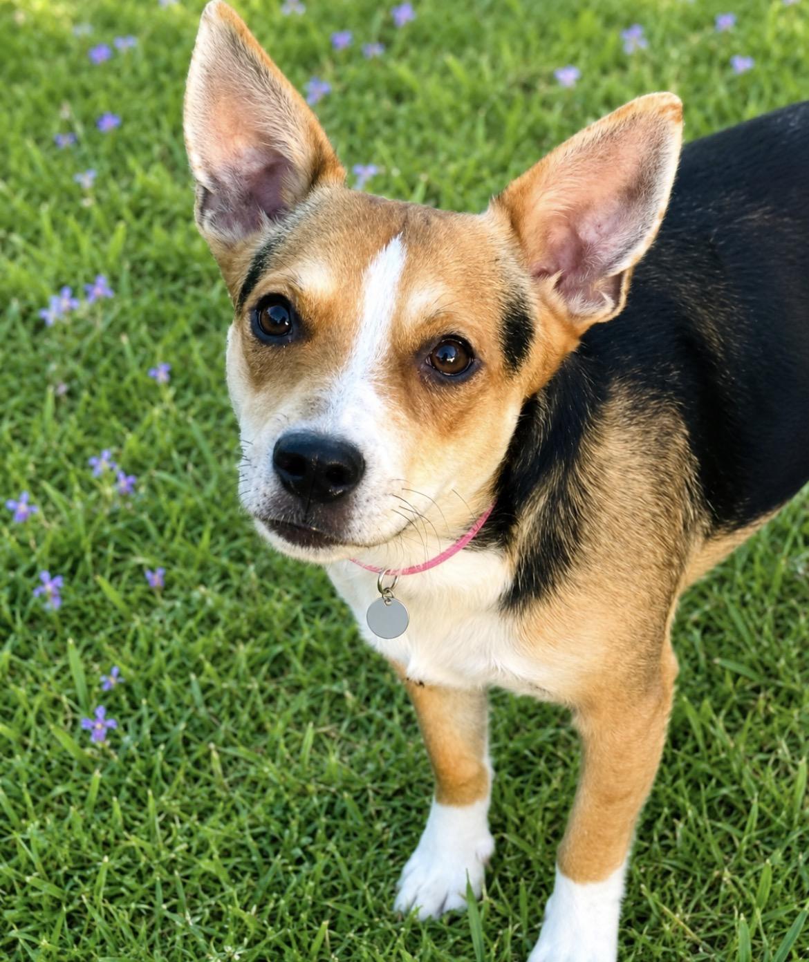 Enlarge Adoption pending Lyla, an adopted mixed breed in Scottsdale, AZ image 5/6