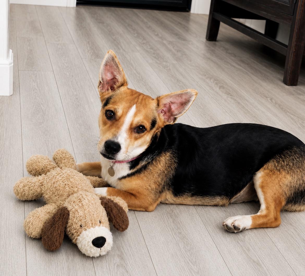 Enlarge Adoption pending Lyla, an adopted mixed breed in Scottsdale, AZ image 2/6