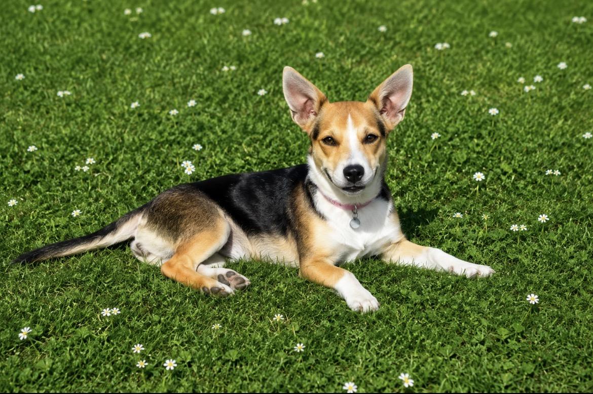 Enlarge Adoption pending Lyla, an adopted mixed breed in Scottsdale, AZ image 3/6
