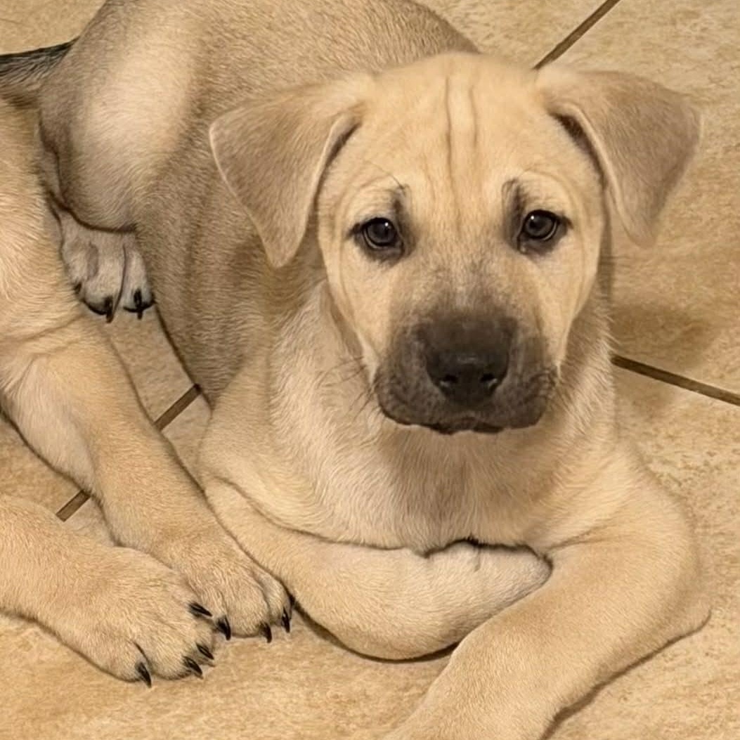 Bronco, an adopted mixed breed in Danbury, CT image 1/4