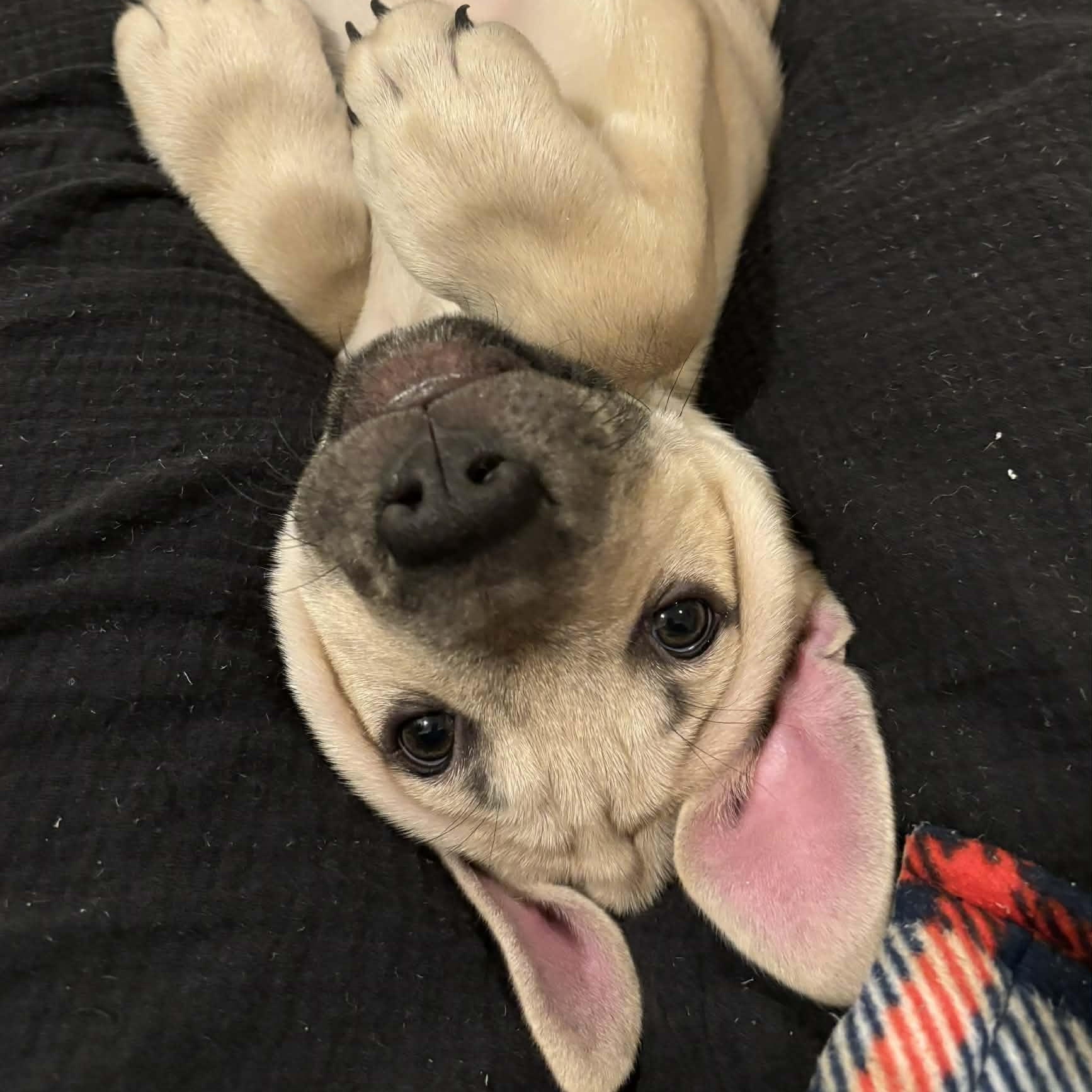 Bronco, an adopted mixed breed in Danbury, CT image 3/4