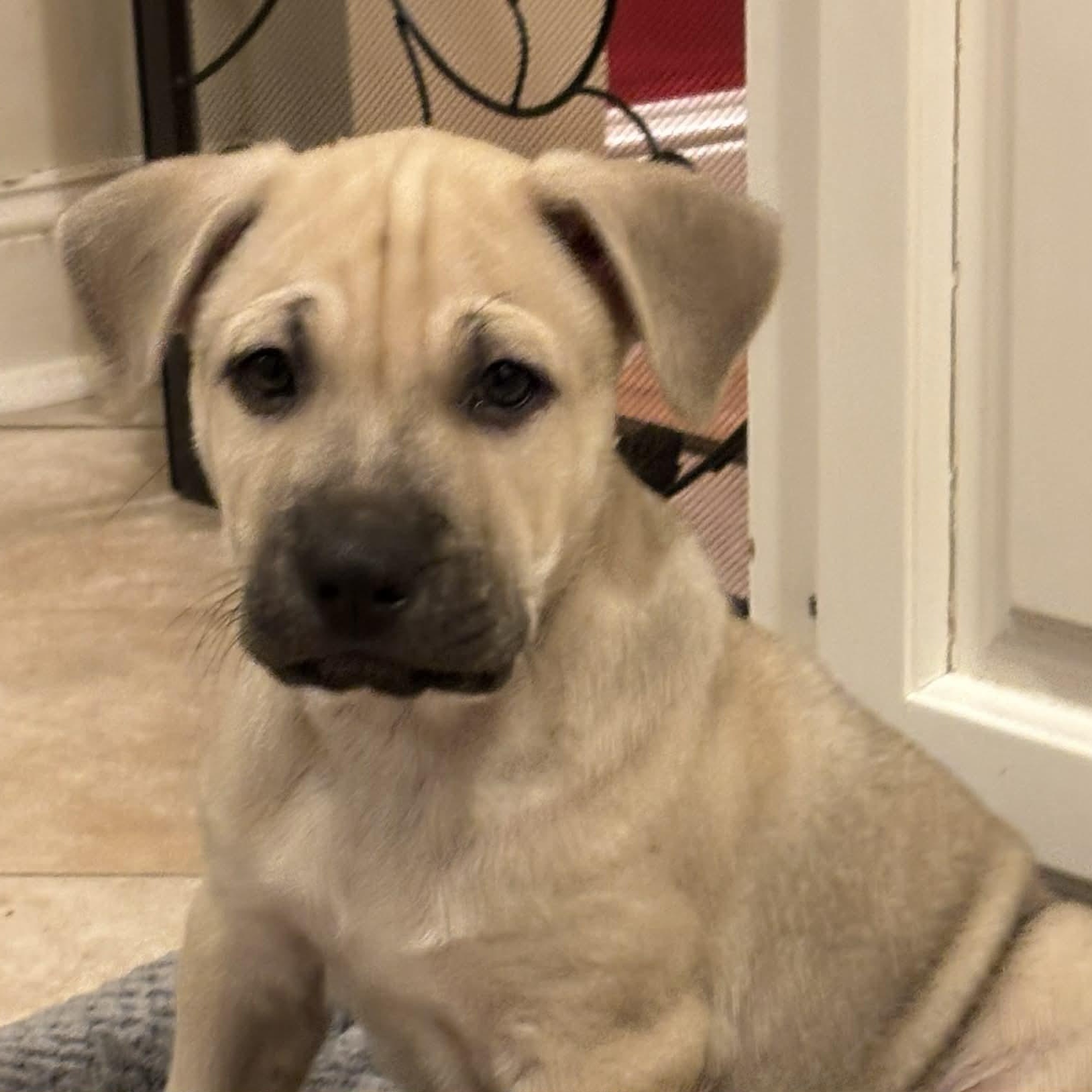 Bronco, an adopted mixed breed in Danbury, CT image 4/4