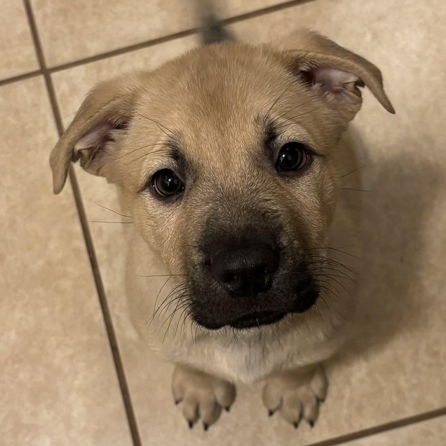 Bronco, an adopted mixed breed in Danbury, CT image 2/4