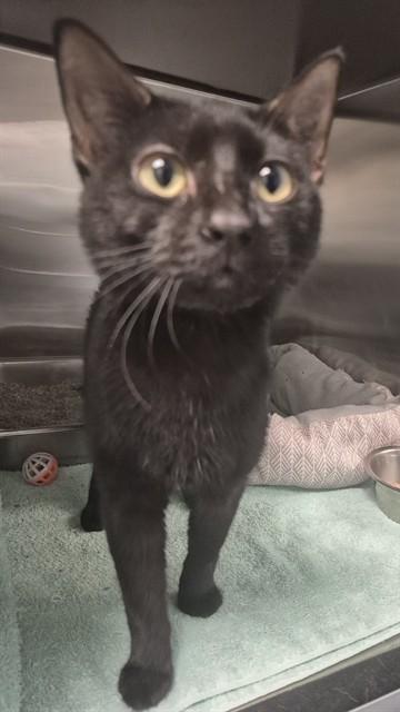 TOMMY, Adoptable, Young Male Domestic Medium Hair.