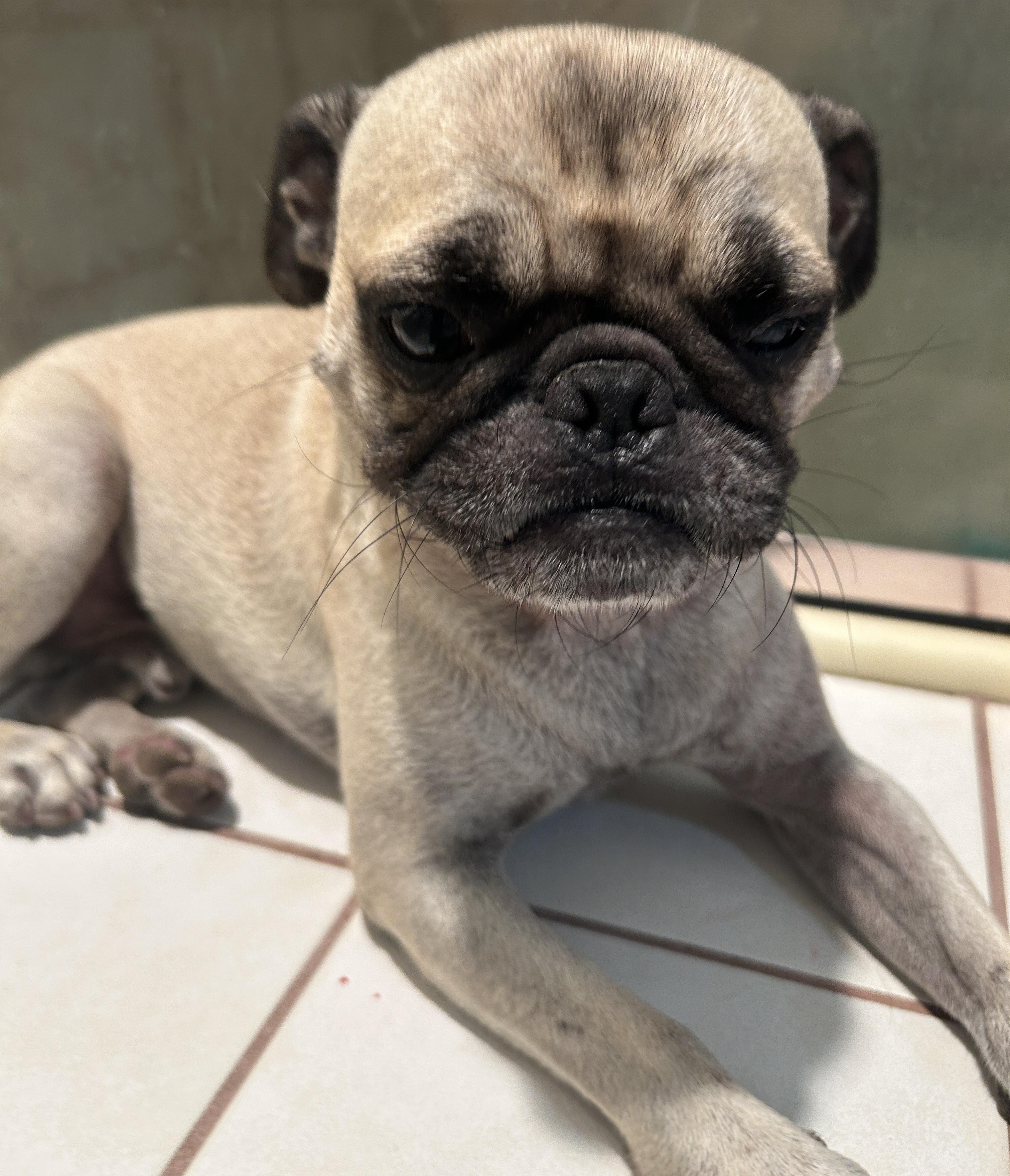 CHAPO