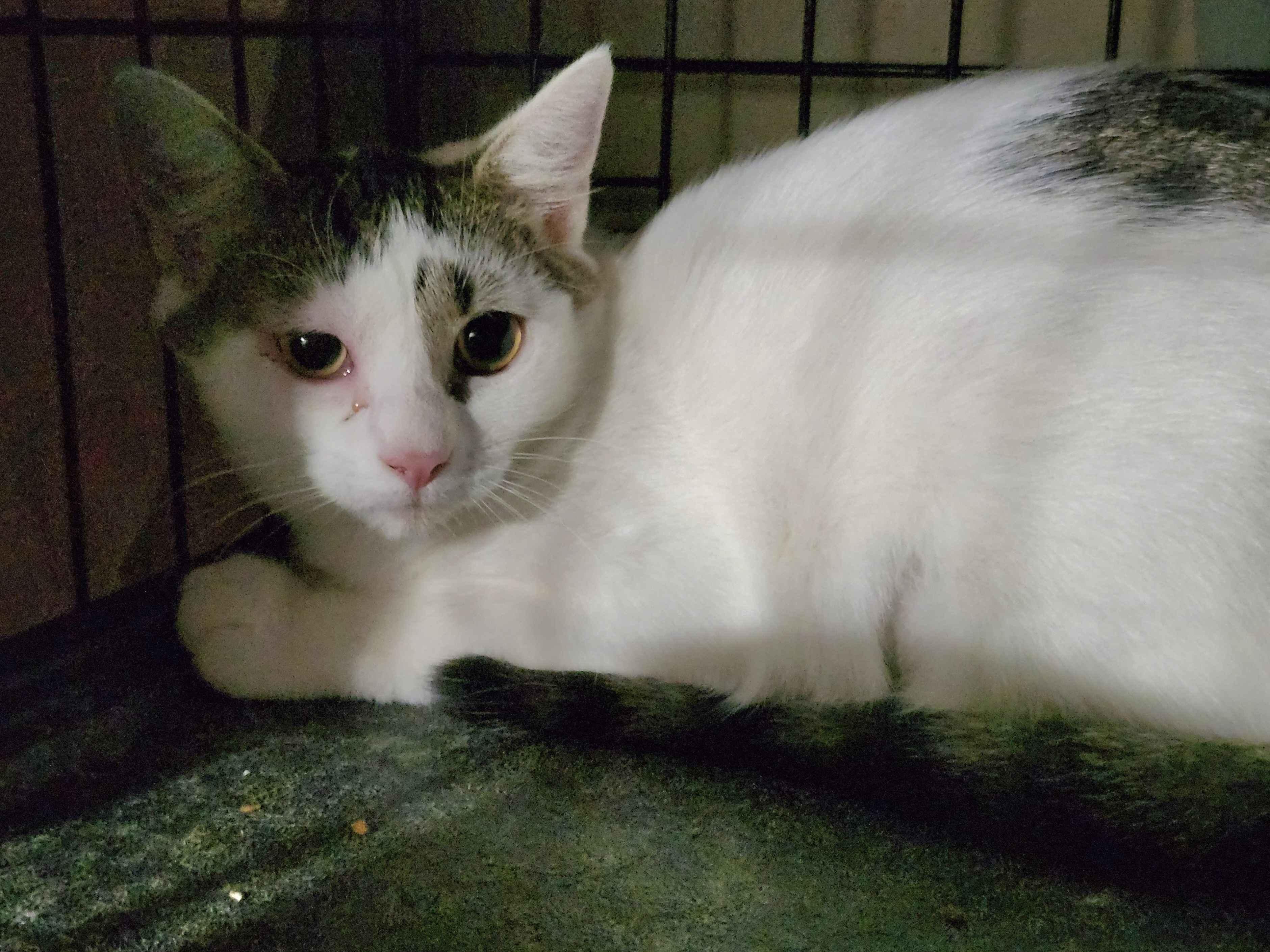 Enlarge Ricotta, a Adoptable Tabby in Piscataway, NJ image 2/2