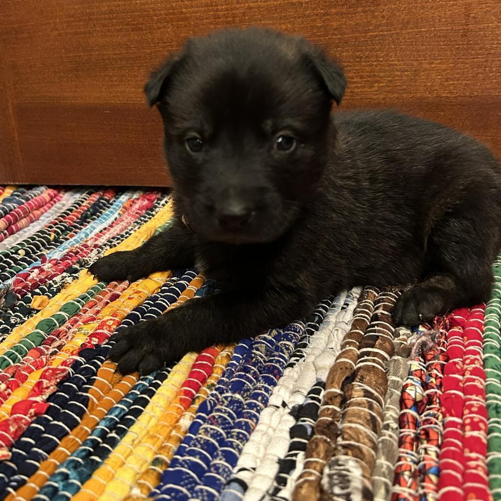 Gaston, Adoptable, Puppy Male German Shepherd Dog.