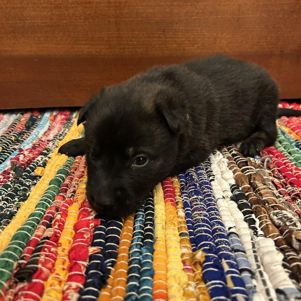 Enlarge Gaston, a Adoptable German Shepherd Dog in Van Horne, IA image 2/6