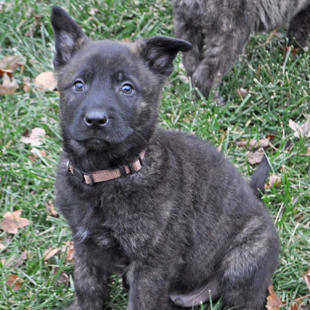 Enlarge Gaston, a Adoptable German Shepherd Dog in Van Horne, IA image 3/6