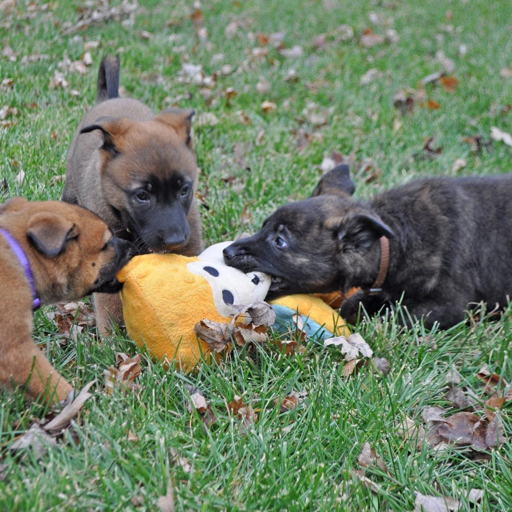 Enlarge Gaston, a Adoptable German Shepherd Dog in Van Horne, IA image 4/6