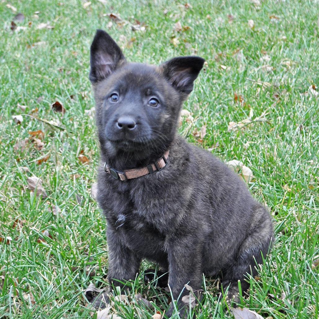 Enlarge Gaston, a Adoptable German Shepherd Dog in Van Horne, IA image 5/6