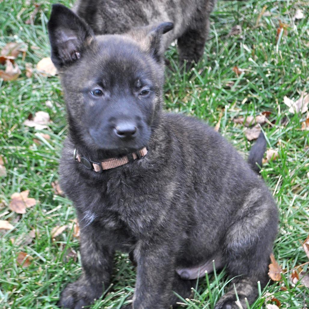 Enlarge Gaston, a Adoptable German Shepherd Dog in Van Horne, IA image 6/6