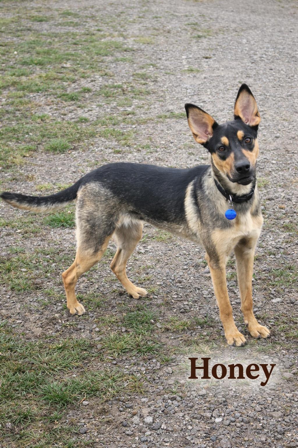 Enlarge Honey, a ADOPTABLE mixed breed in Momence, IL image 1/1