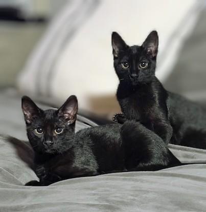 Pickles and Pepper, Adoptable, Kitten Female Domestic Short Hair.