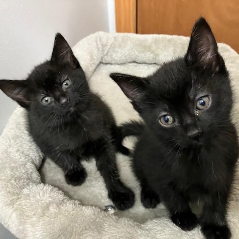 Enlarge Pickles and Pepper, a Adoptable mixed breed in Monticello, MN image 5/5