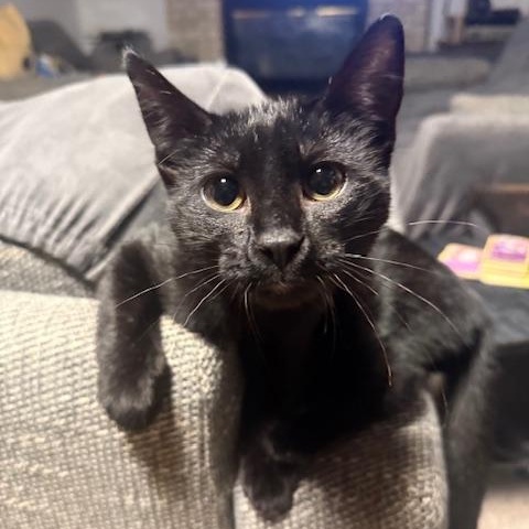 Enlarge Pickles and Pepper, a Adoptable mixed breed in Monticello, MN image 2/5