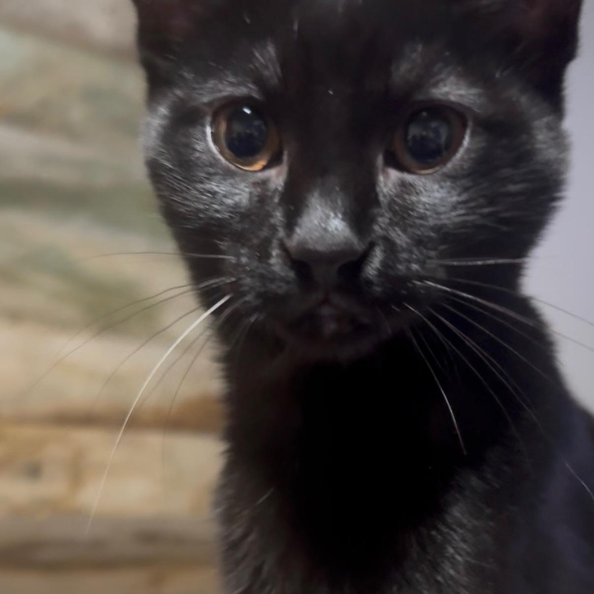 Pickles and Pepper, Adoptable, Kitten Female Domestic Short Hair.