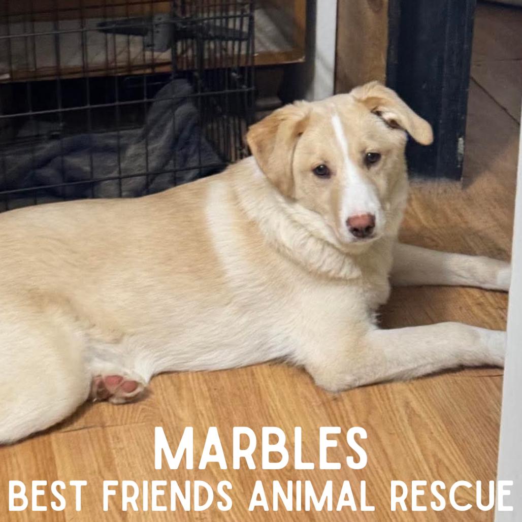 Marbles, a Adoptable mixed breed in Wasilla, AK image 1/5